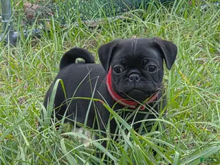 Pug dogs for sale: Jasper - Ad 1