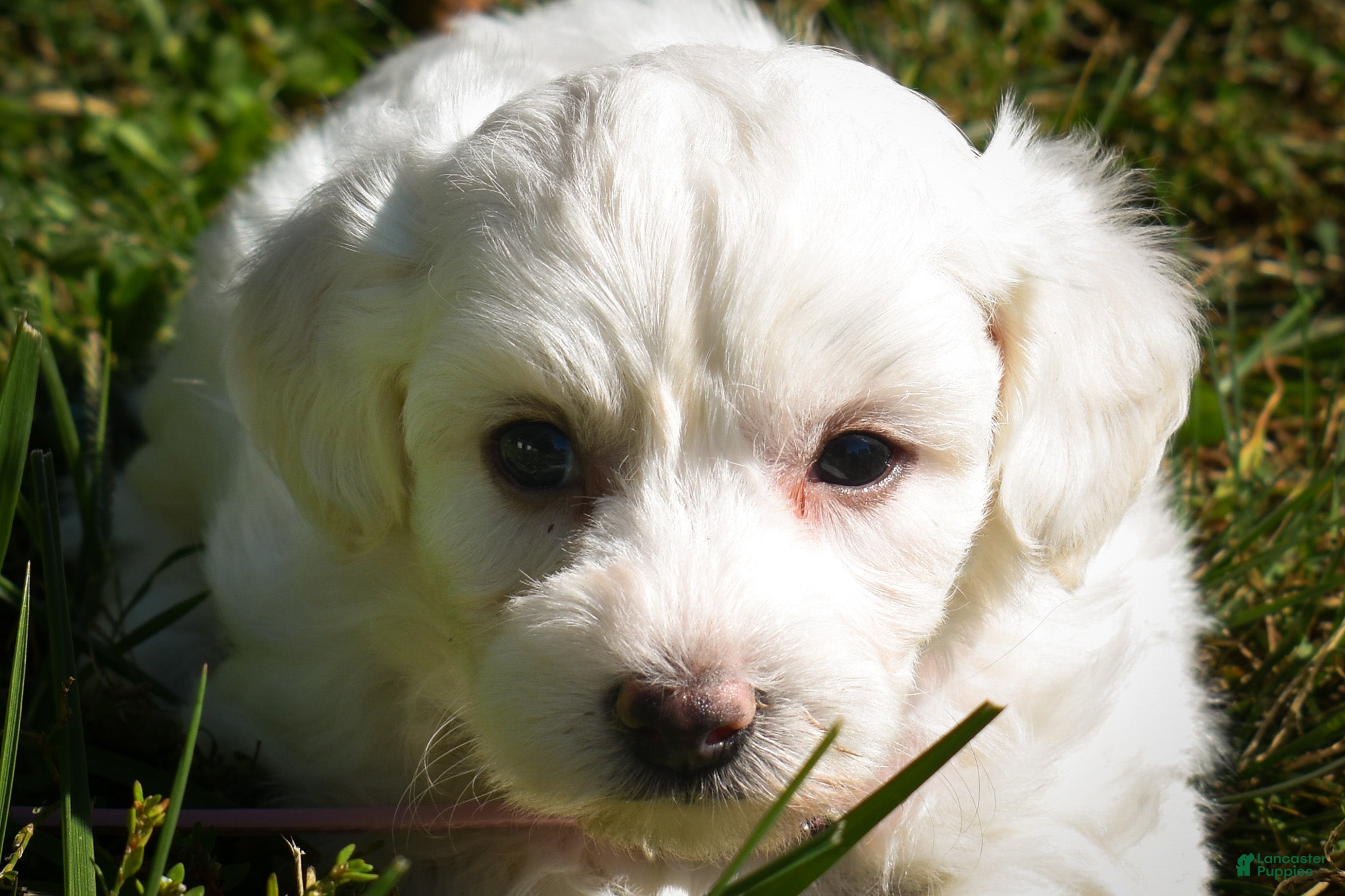 Maltese dogs Dream🌸 - Ad 2