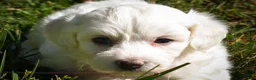 Maltese dogs for sale: Dream🌸 - Ad 2