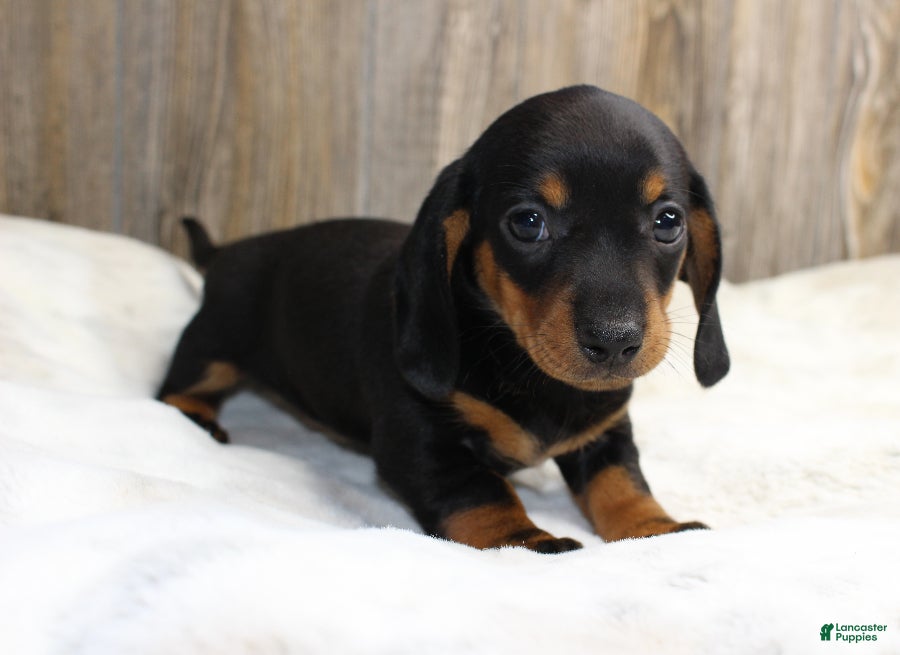 Miniature Dachshund dogs for sale: Sadie - Ad 30