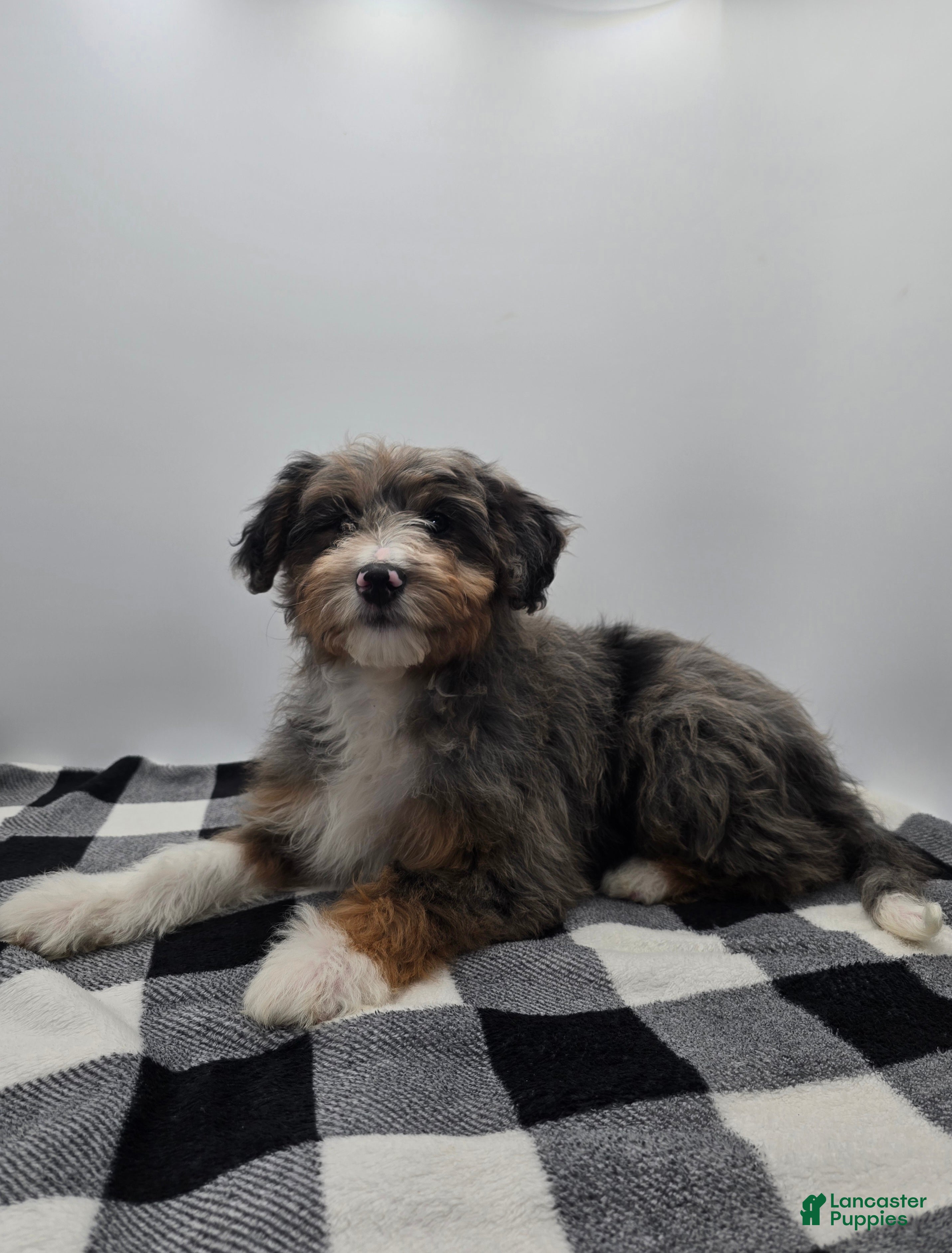 Aussiedoodle dogs Lettie - Ad 2