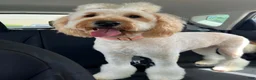 Mini Goldendoodle dogs for sale: Dolce  - Ad 2