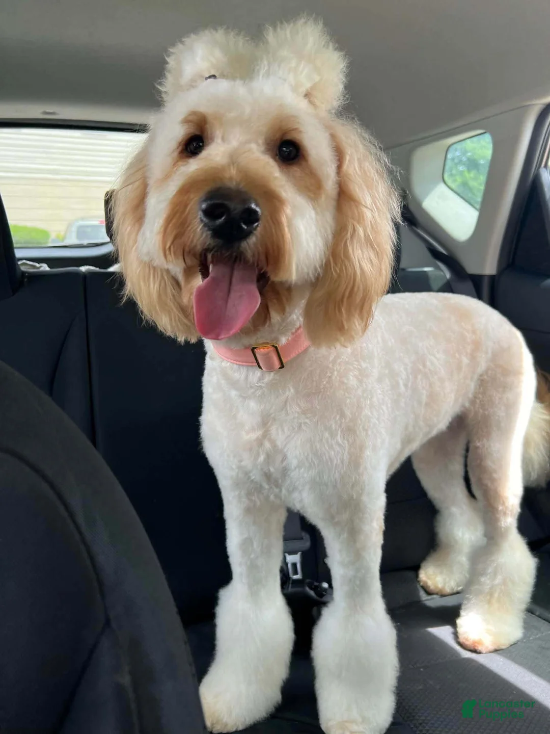 Mini Goldendoodle dogs for sale: Dolce  - Ad 2