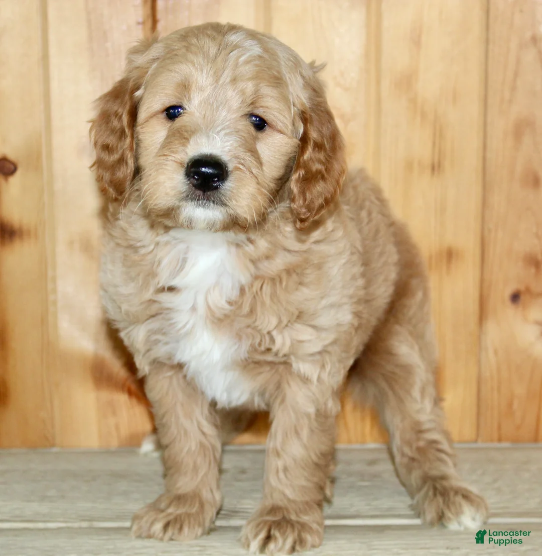 Mini Goldendoodle dogs for sale: Fenn - Ad 1