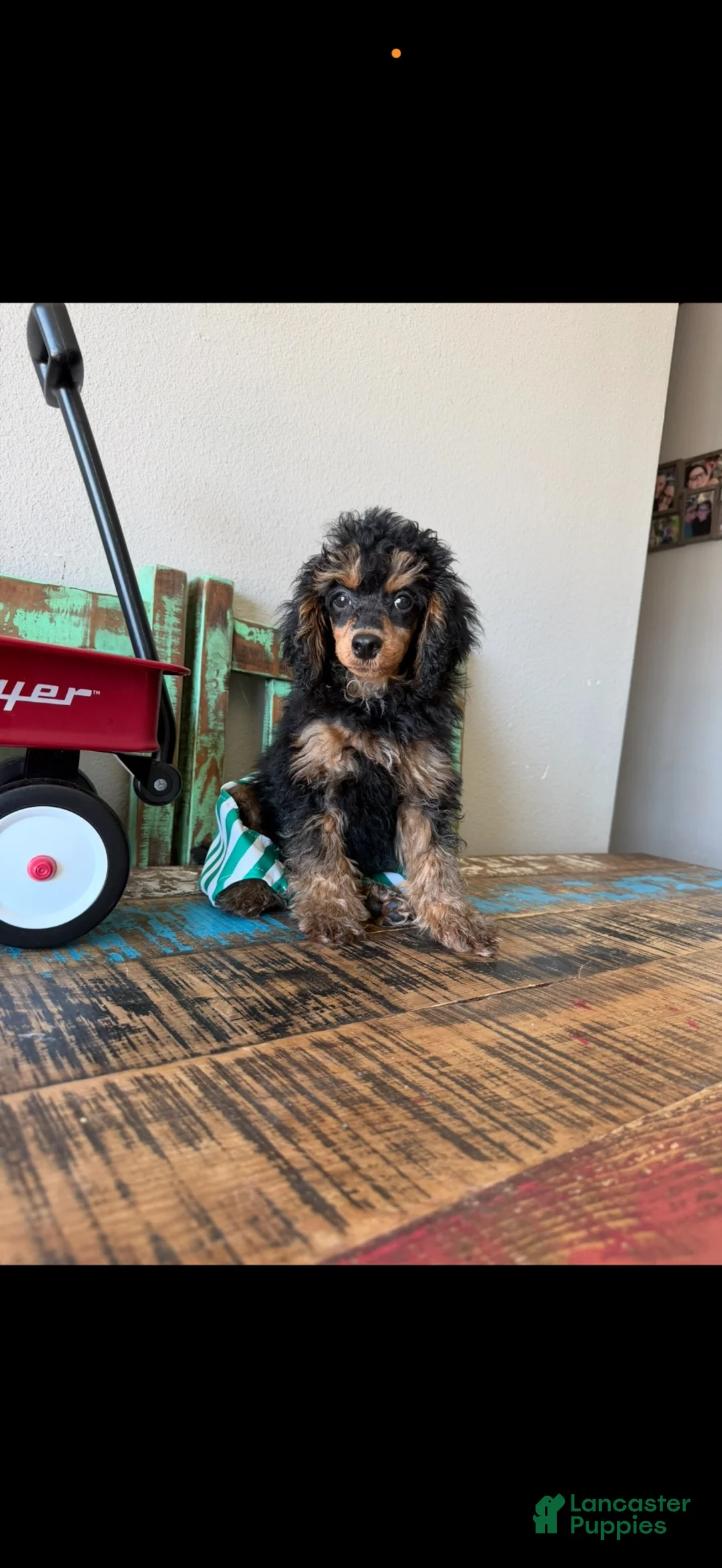 Miniature Poodle dogs for sale: Akc Clear 🧬 Tested Black Phantom Boy 💙 - Ad 10