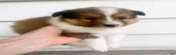 Shetland Sheepdog dogs for sale: Leif  - Ad 14
