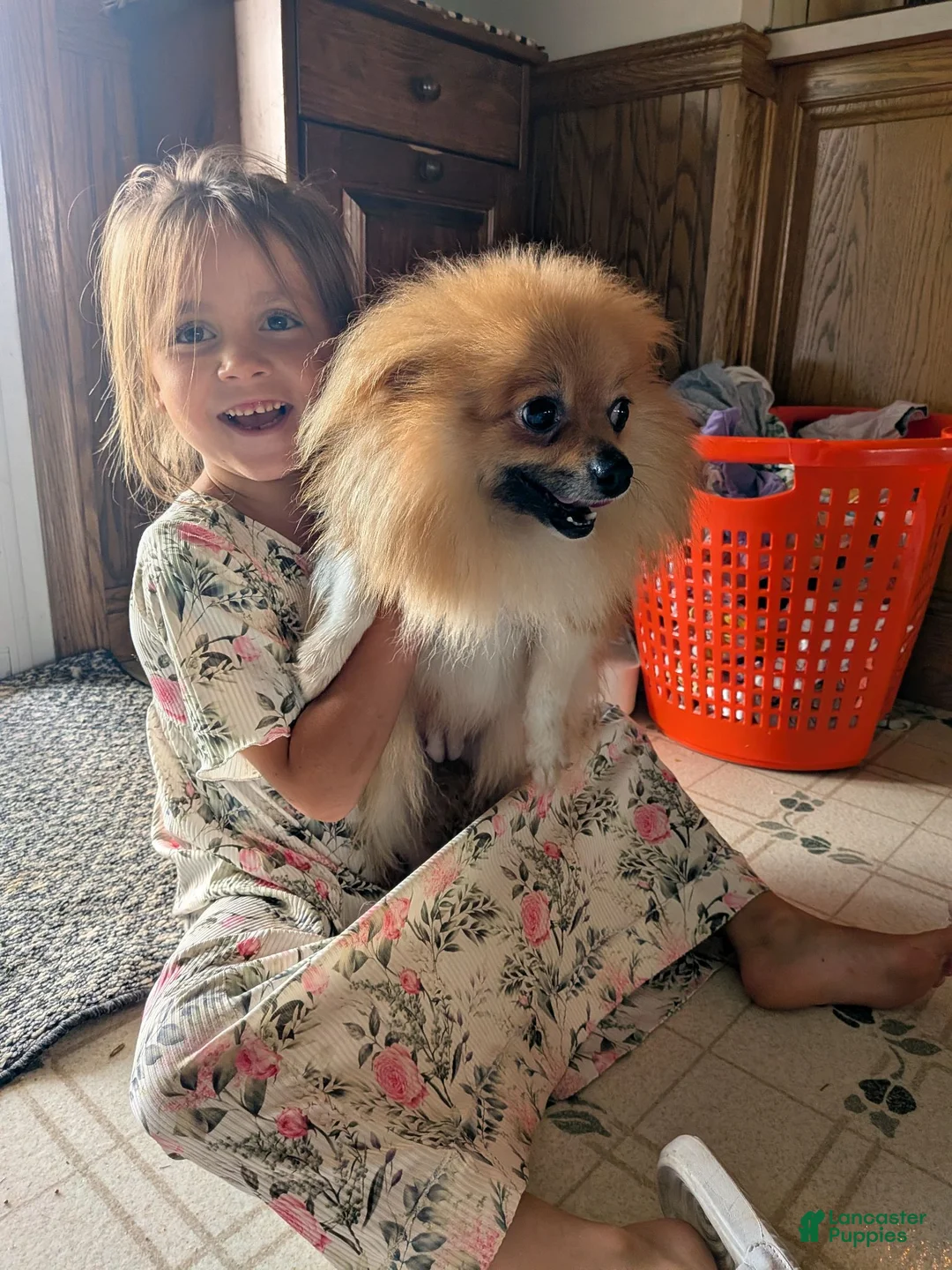 Pomeranian dogs for sale:  Sophie - Ad 3