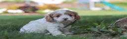 Cavapoo dogs for sale: Asher - Ad 5