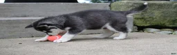 Siberian Husky dogs for sale: Blaze - Ad 5