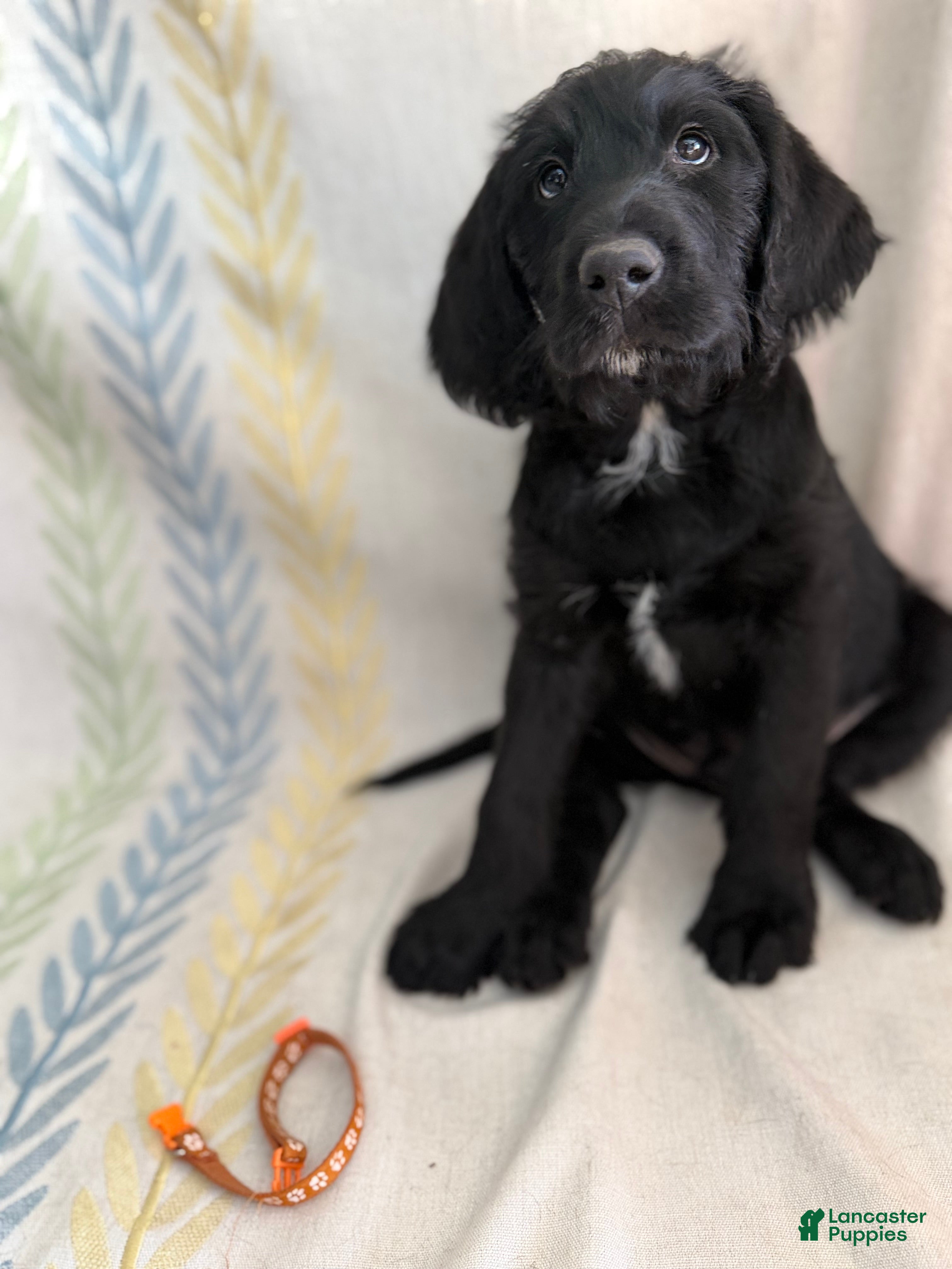 Labradoodle dogs Labradoodle Orange - Ad 2