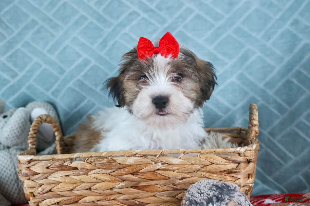 Teddy Bear dogs for sale: GEO - Ad 10