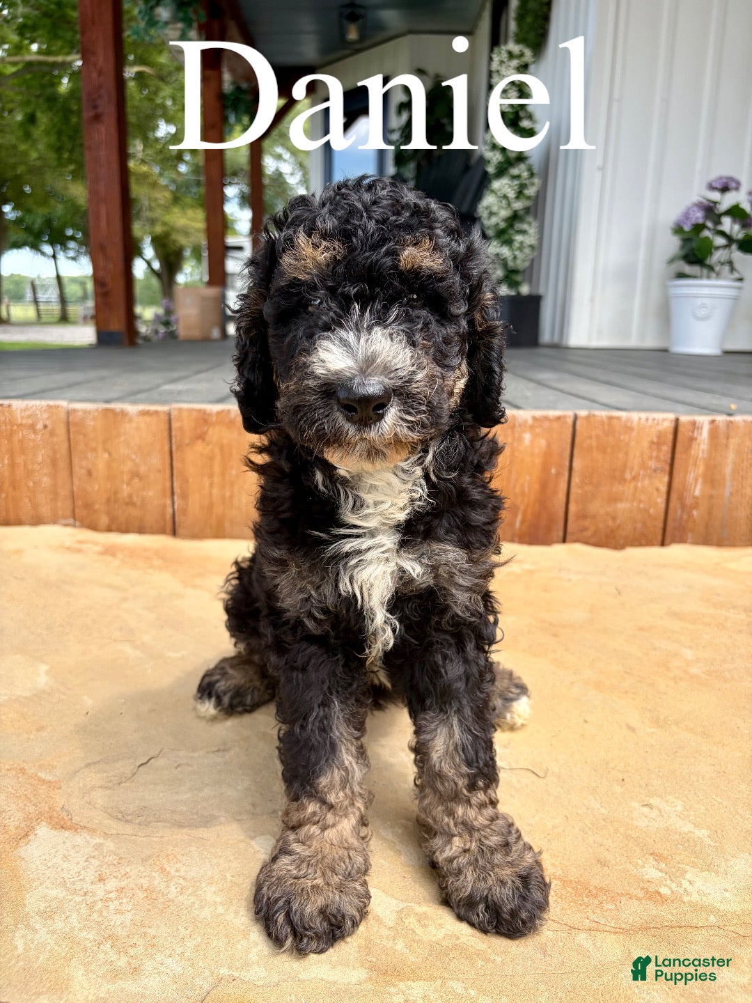 Bernedoodle dogs Daniel - Ad 1