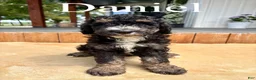 Bernedoodle dogs for sale: Daniel - Ad 1
