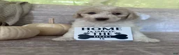 Goldendoodle dogs for sale: Ivory 🤍 - Ad 7