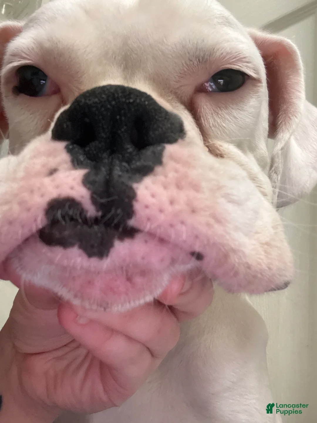 Boxer dogs for sale: Green - Ad 2