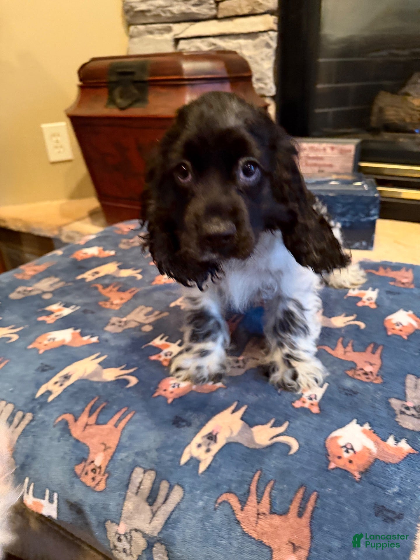 Cocker Spaniel dogs Black Jack - Ad 1