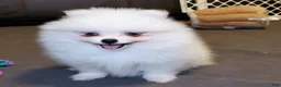 Pomeranian dogs for sale: Nugget - Ad 9