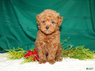Miniature Poodle dogs - Ad 18