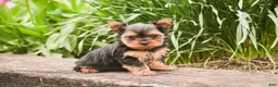 Yorkshire Terrier dogs for sale: Buckskin - Ad 5