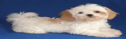 Shihpoo dogs for sale: Pickles - Ad 1