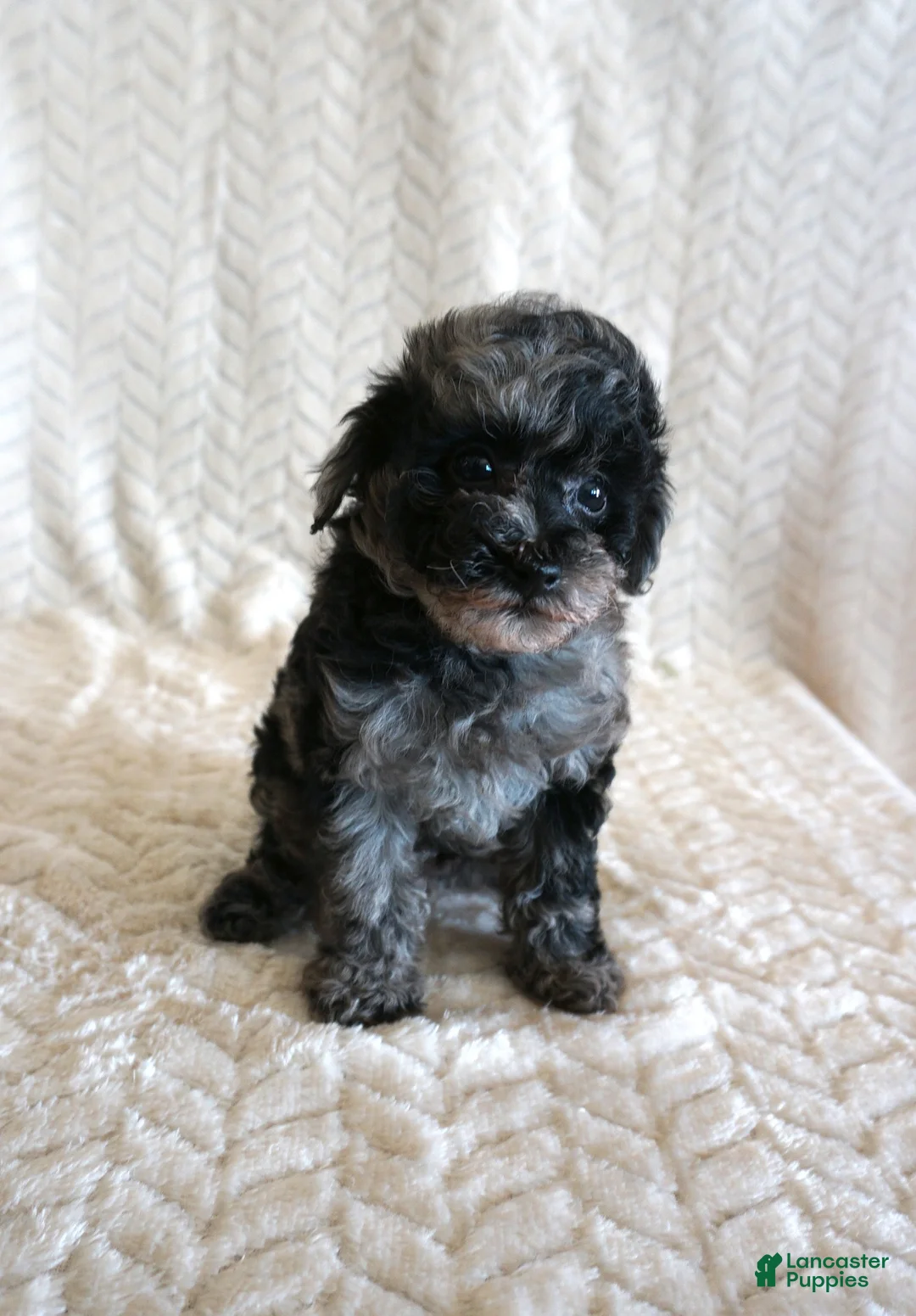 Toy Poodle dogs for sale: Lilly - Ad 7