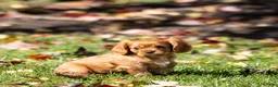 Cavalier King Charles Spaniel dogs for sale: Acorn - Ad 3