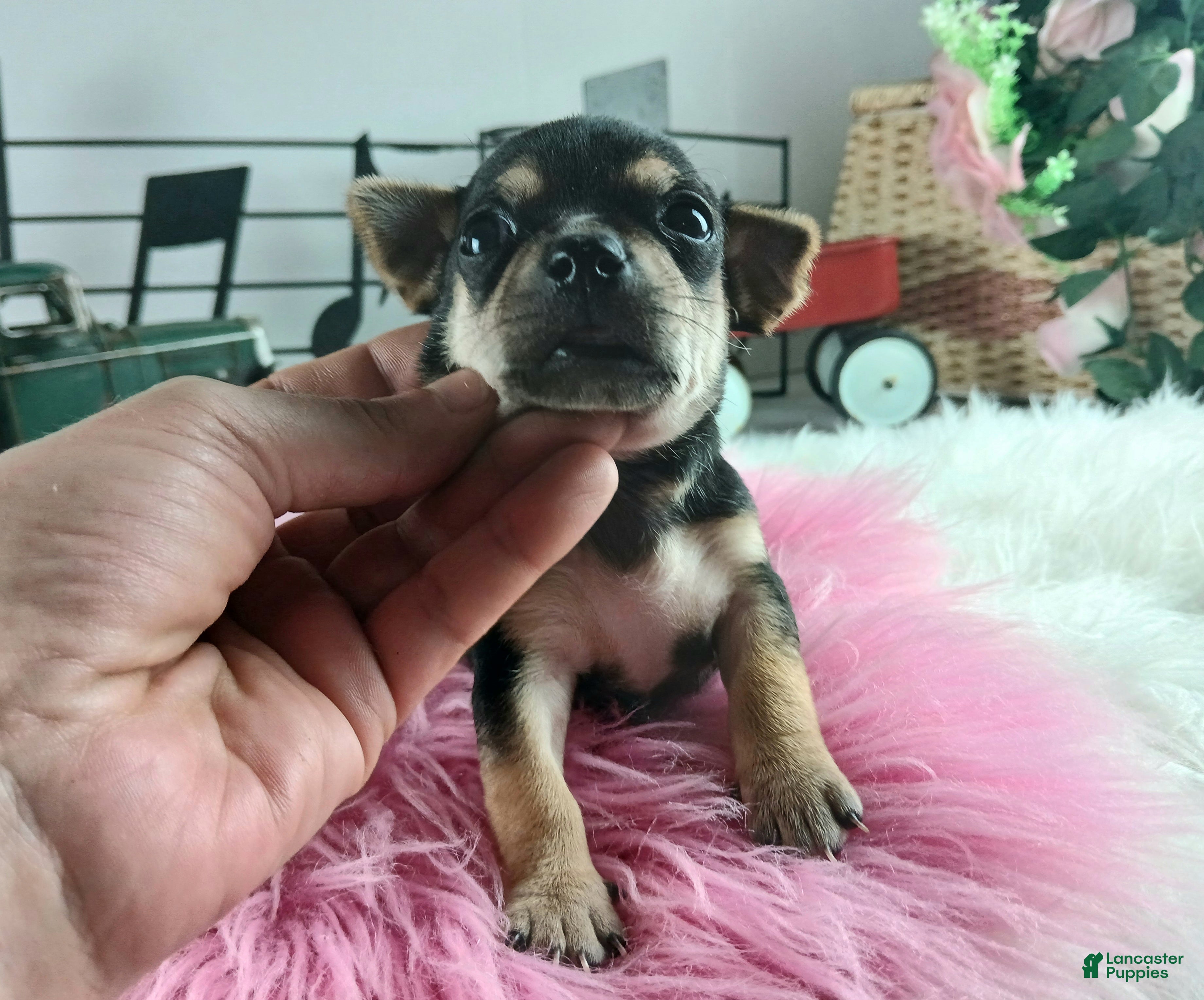 Chihuahua dogs Cece's blk tan girl, NATIONWIDE DELIVERY  - Ad 25