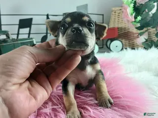 Chihuahua dogs Cece's blk tan girl, NATIONWIDE DELIVERY - Ad 25