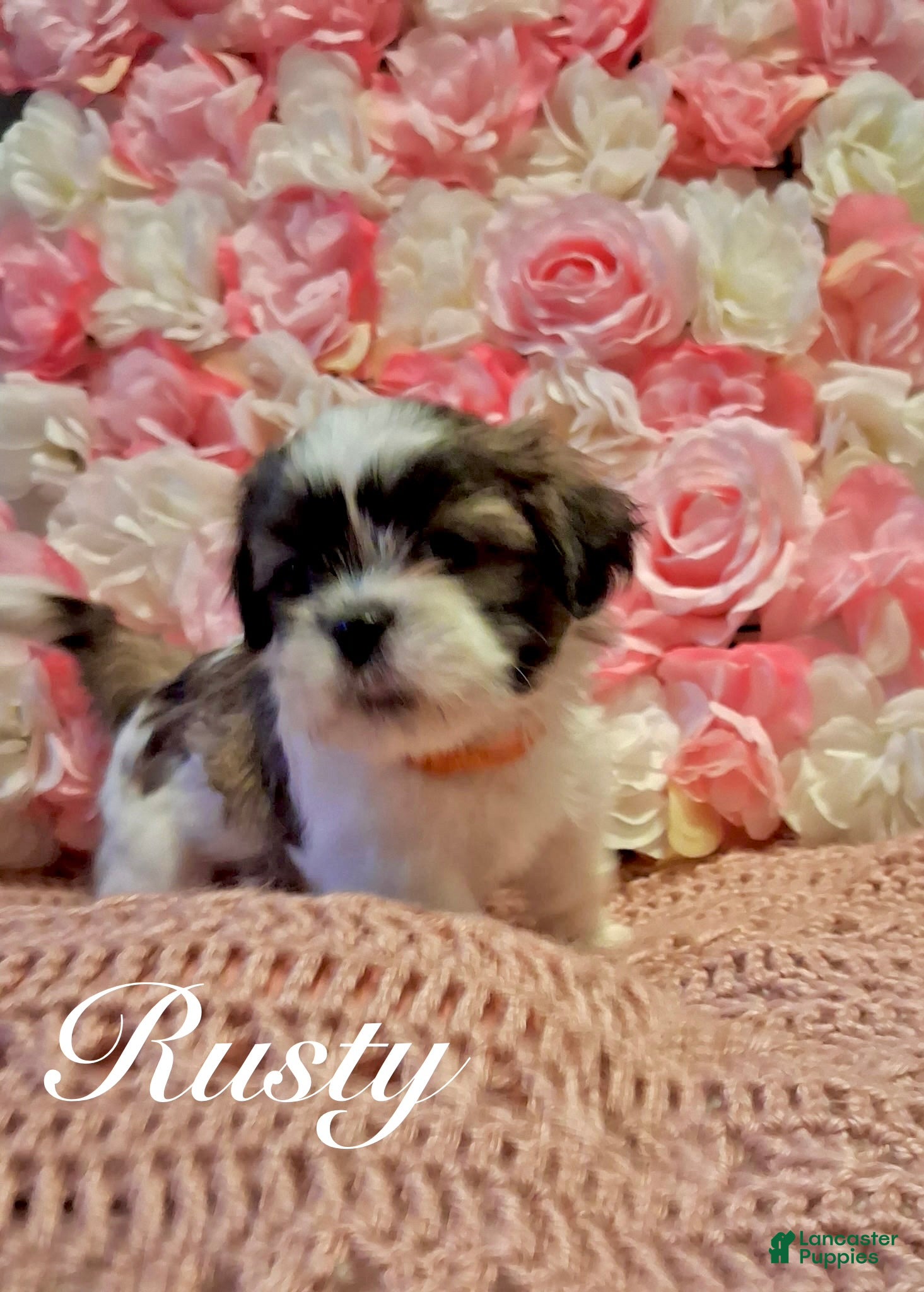 Shih Tzu dogs Shih Tzu Puppy 4 - Ad 4