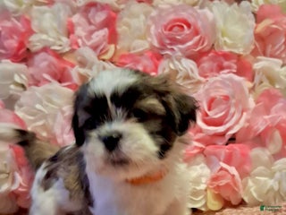 Shih Tzu dogs Shih Tzu Puppy 4 - Ad 6