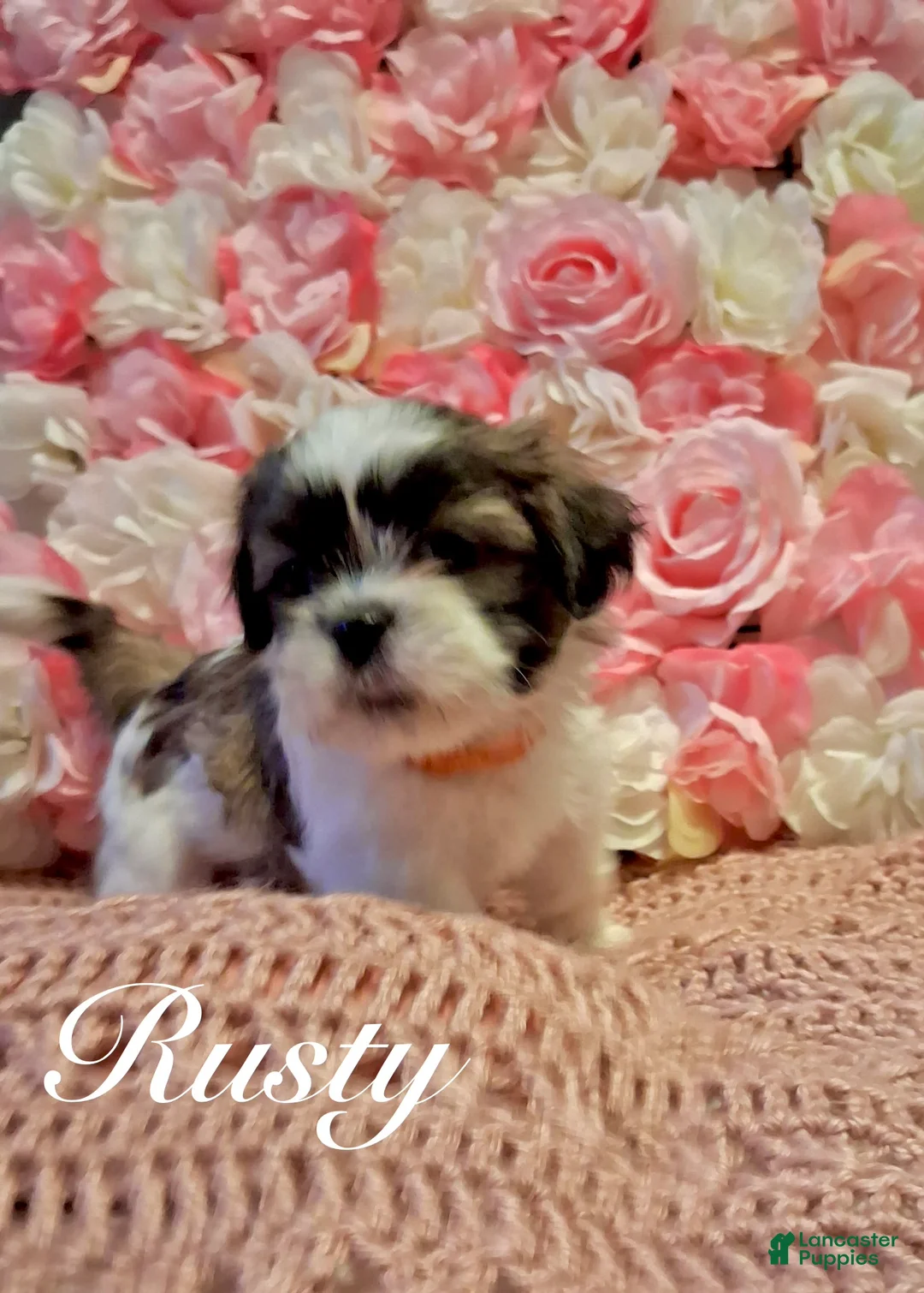 Shih Tzu dogs for sale: Rusty - Ad 4