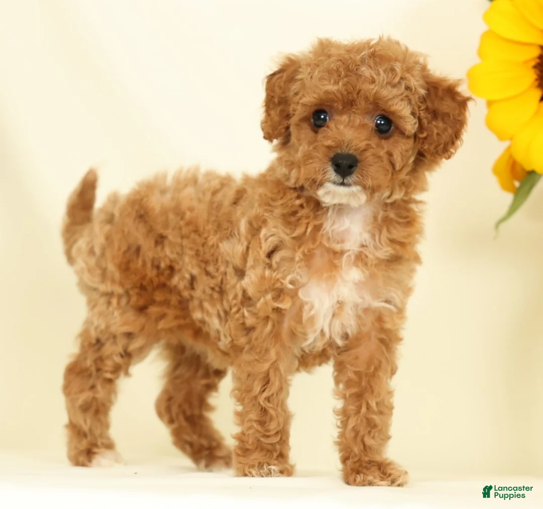 Cavapoo dogs for sale: Molly - Ad 1