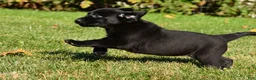 Labrador Retriever dogs for sale: Lexi - Ad 11