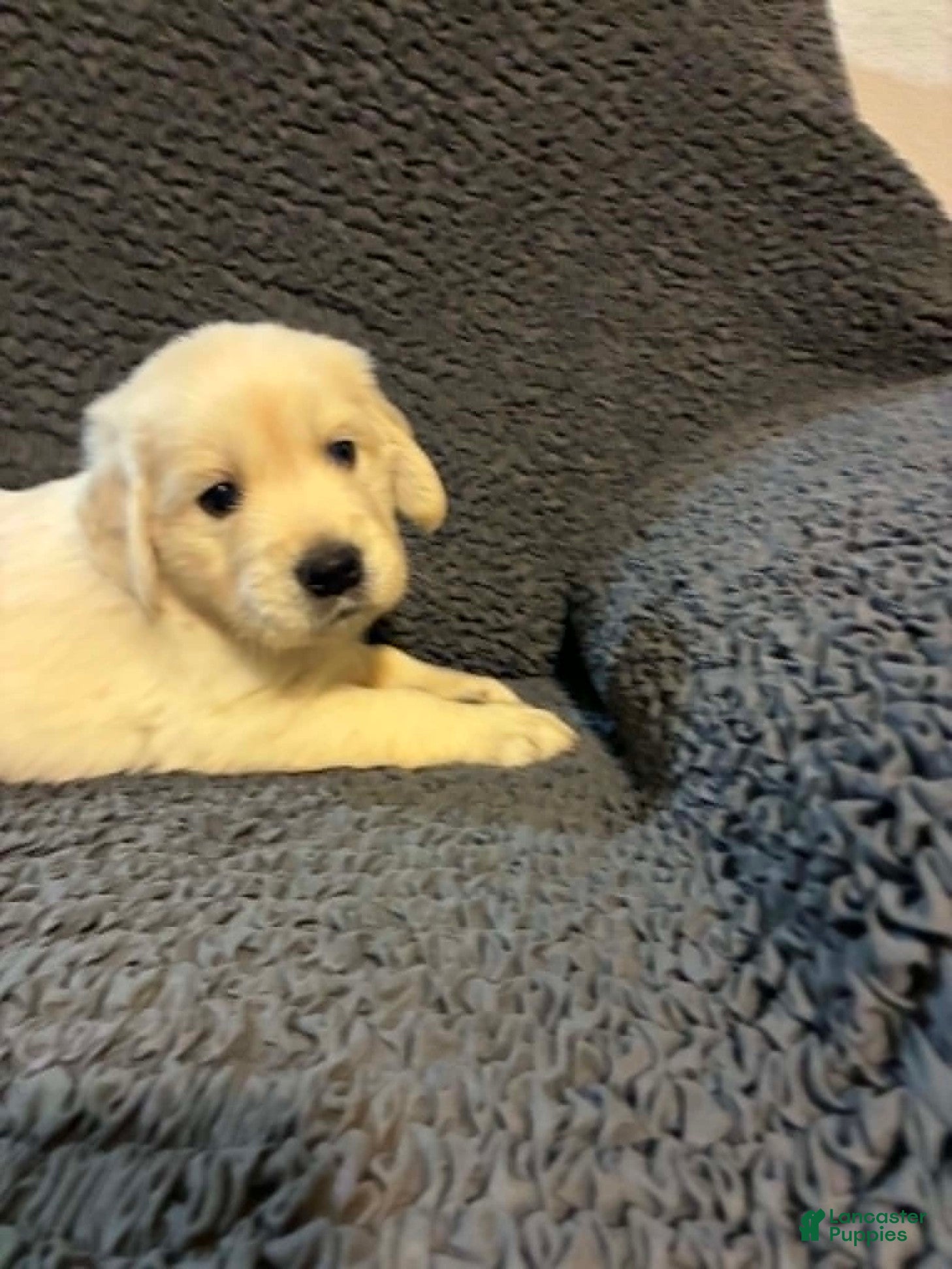 Golden Retriever dogs Leo - Ad 2
