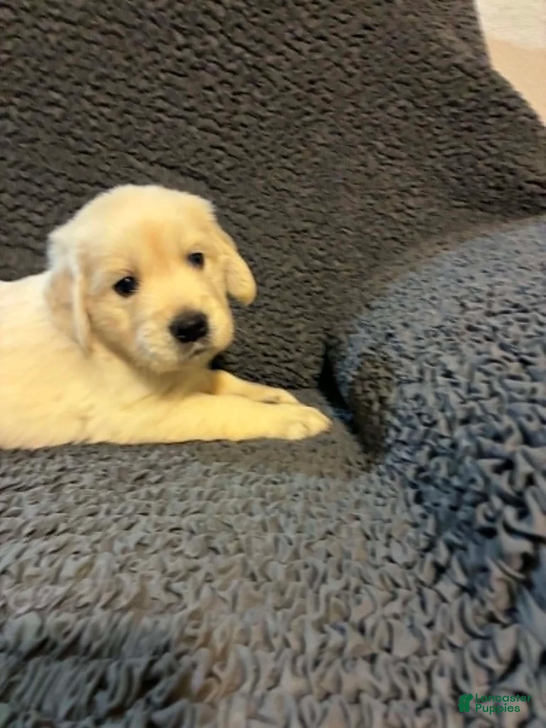 Golden Retriever dogs for sale: Leo - Ad 2