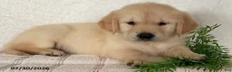 Golden Retriever dogs for sale: Bella - Ad 2