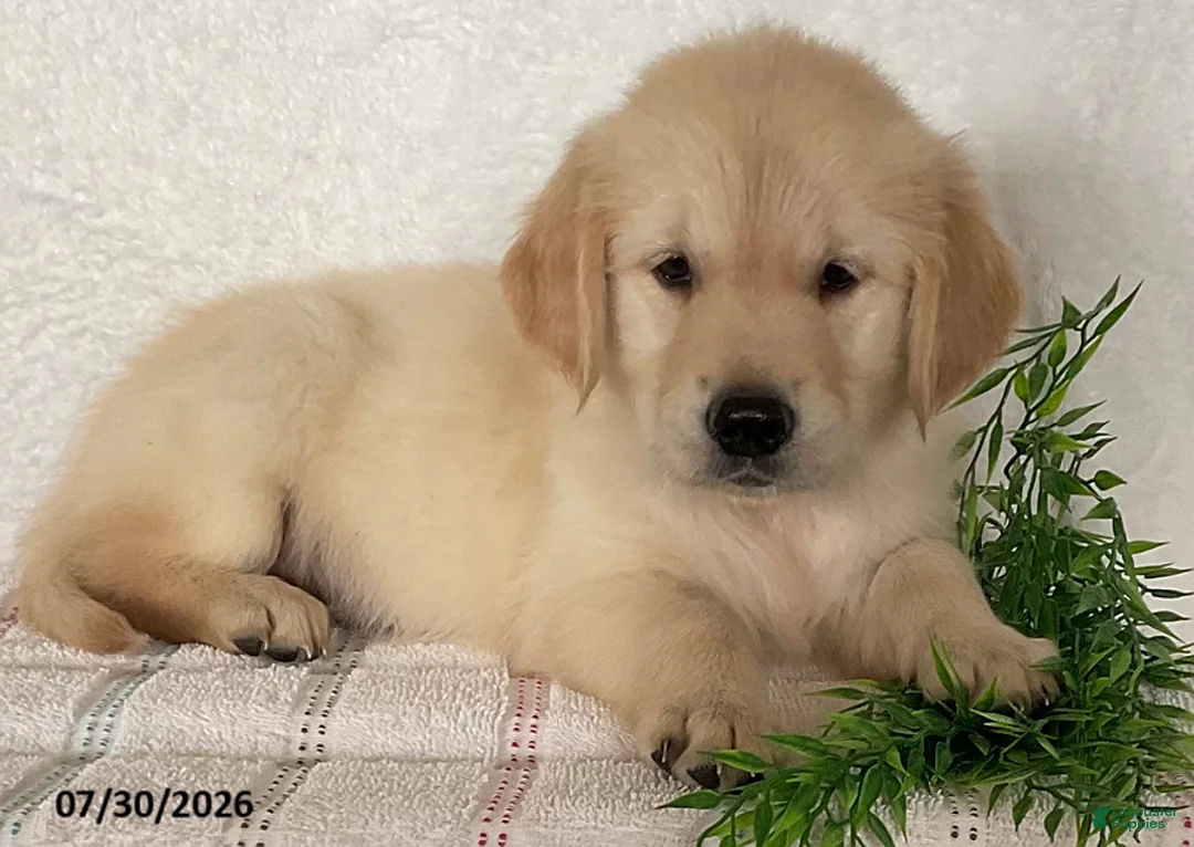Golden Retriever dogs for sale: Bella - Ad 2