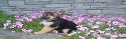 German Shepherd dogs for sale: Bella - Ad 6