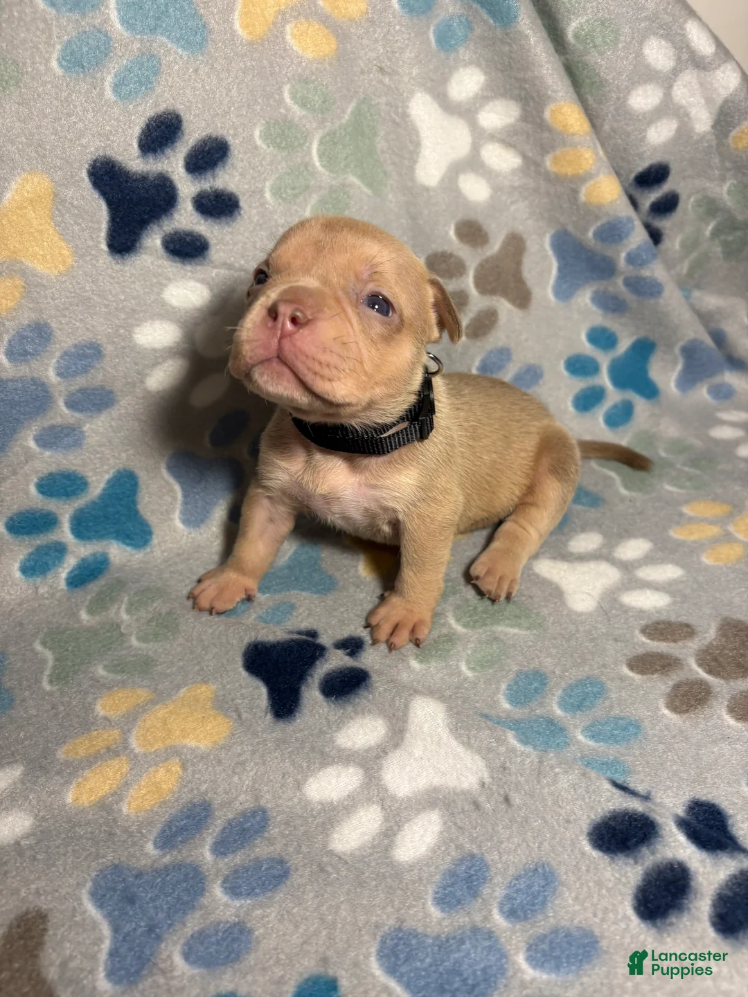 American Bully dogs for sale: FEMALE BLACK COLLAR - Ad 2