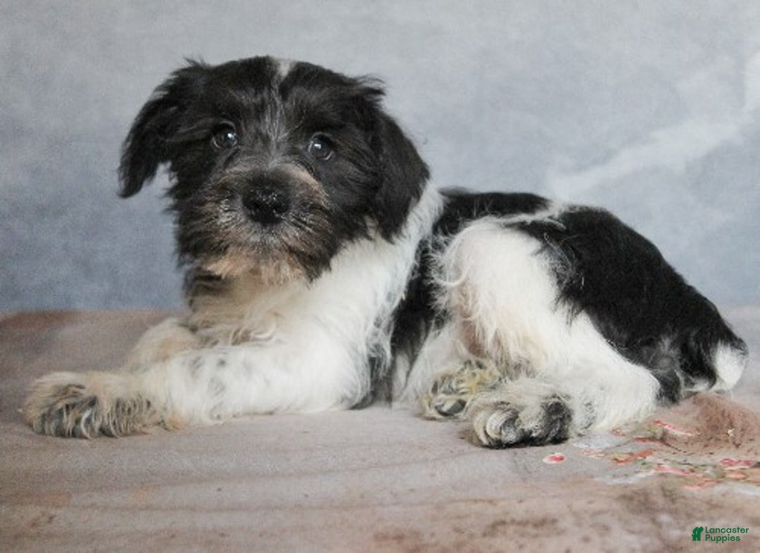 Miniature Schnauzer dogs for sale: Koda - Ad 3