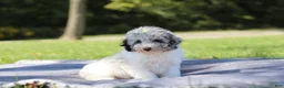 Miniature Poodle dogs for sale: Bella (AKC) - Ad 2