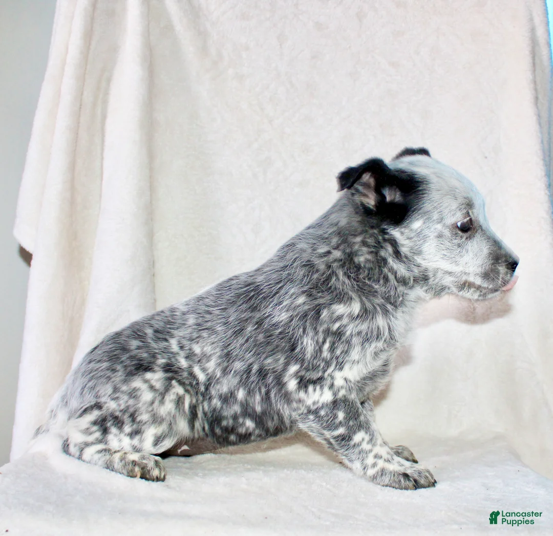 Australian Cattle Dog dogs for sale: Rose - Ad 5
