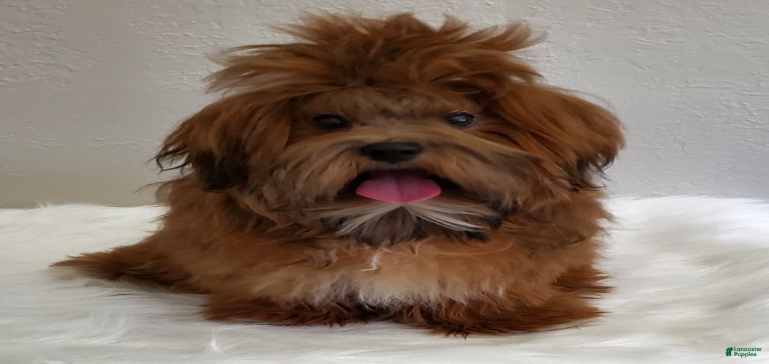 Gallery Image {{count}}