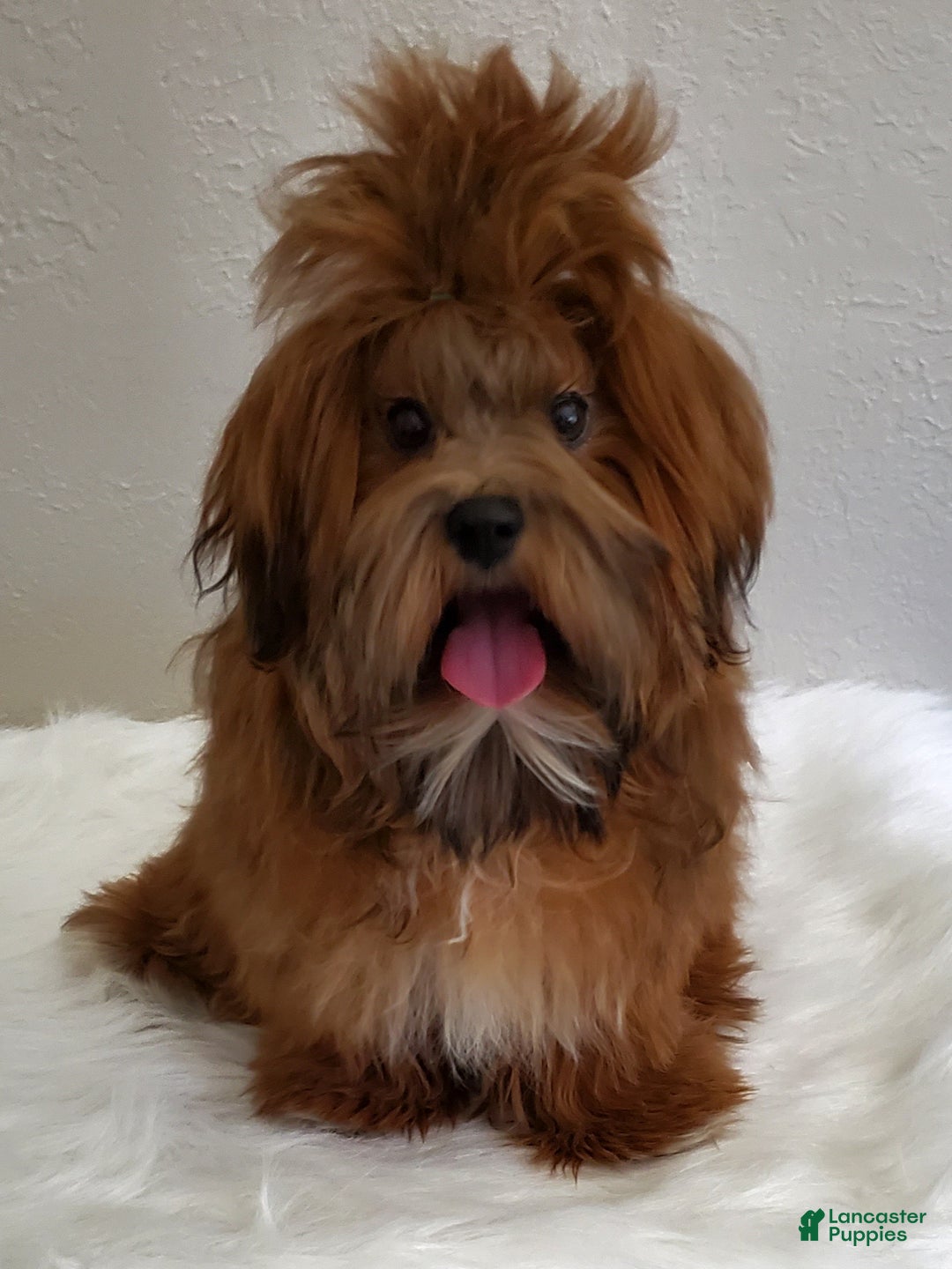 Gallery Image {{count}}