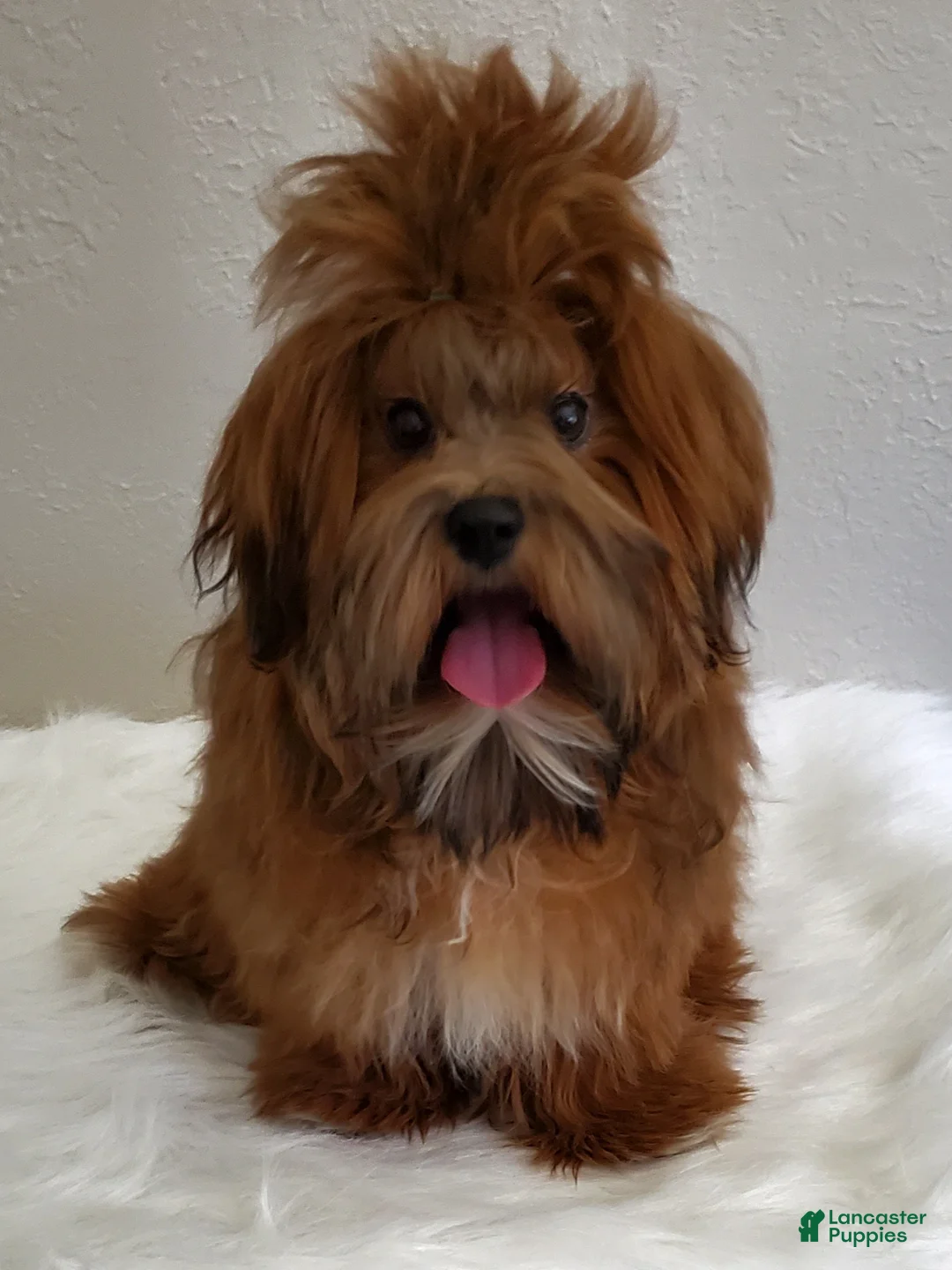 Gallery Image {{count}}