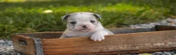 Mixed Breed dogs for sale: Splendor Victorian Bulldog - Ad 8