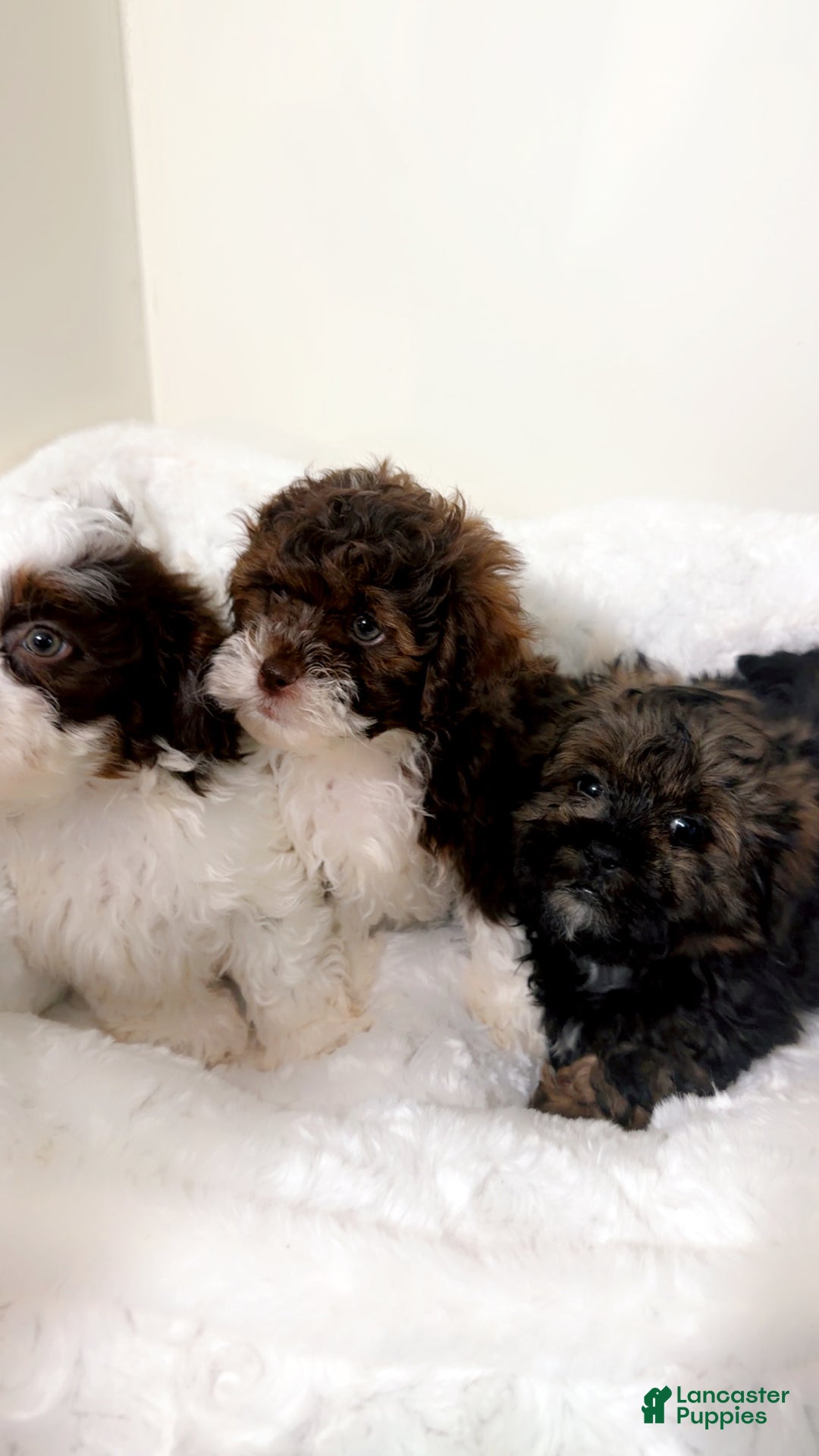 Shihpoo dogs for sale: Oakley  - Ad 5