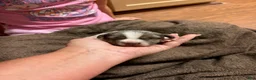 Jack Russell Terrier dogs for sale: Girl 1 - Ad 1