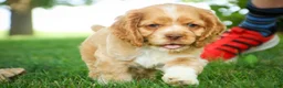 Cocker Spaniel dogs for sale: Atlas Cocker Spaniel  - Ad 5