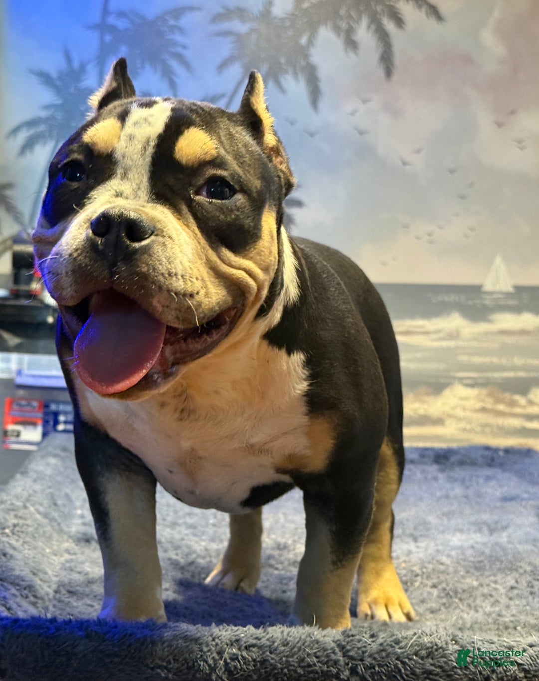 American Bully dogs for sale: American Bully Puppy 1 - Ad 5